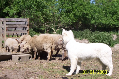 Fastoch' (5 mois) et les moutons d'Annie