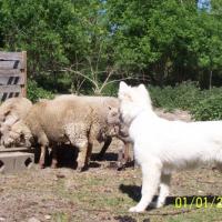 Fastoch' (5 mois) et les moutons d'Annie