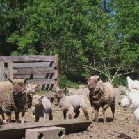 Fastoch' et les moutons d'Annie - 20-042011 007